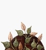Levii Leaves On Wooden Panel Metal Wall Art