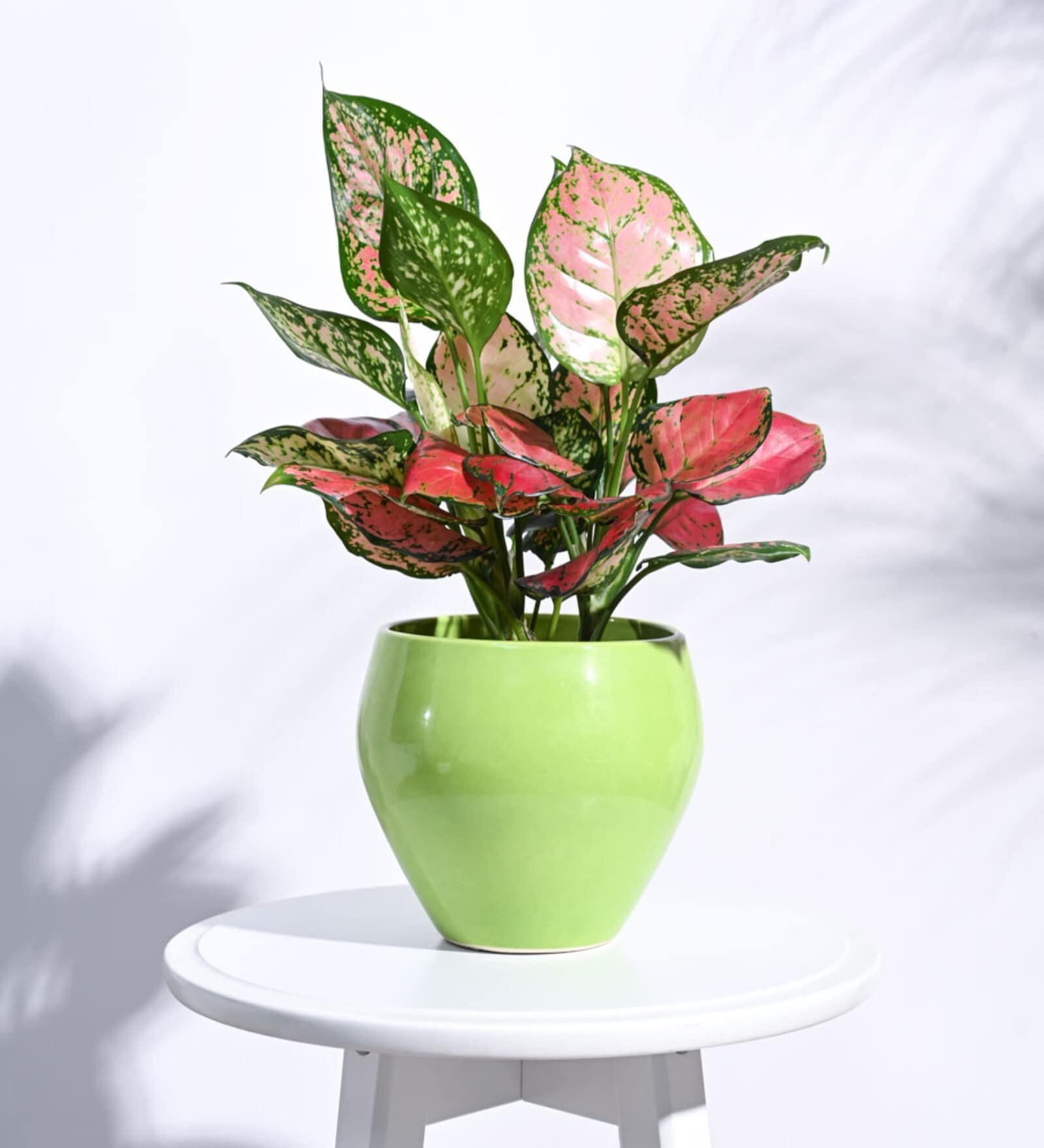 Light Green Ceramic Apple Shape Desk Pot