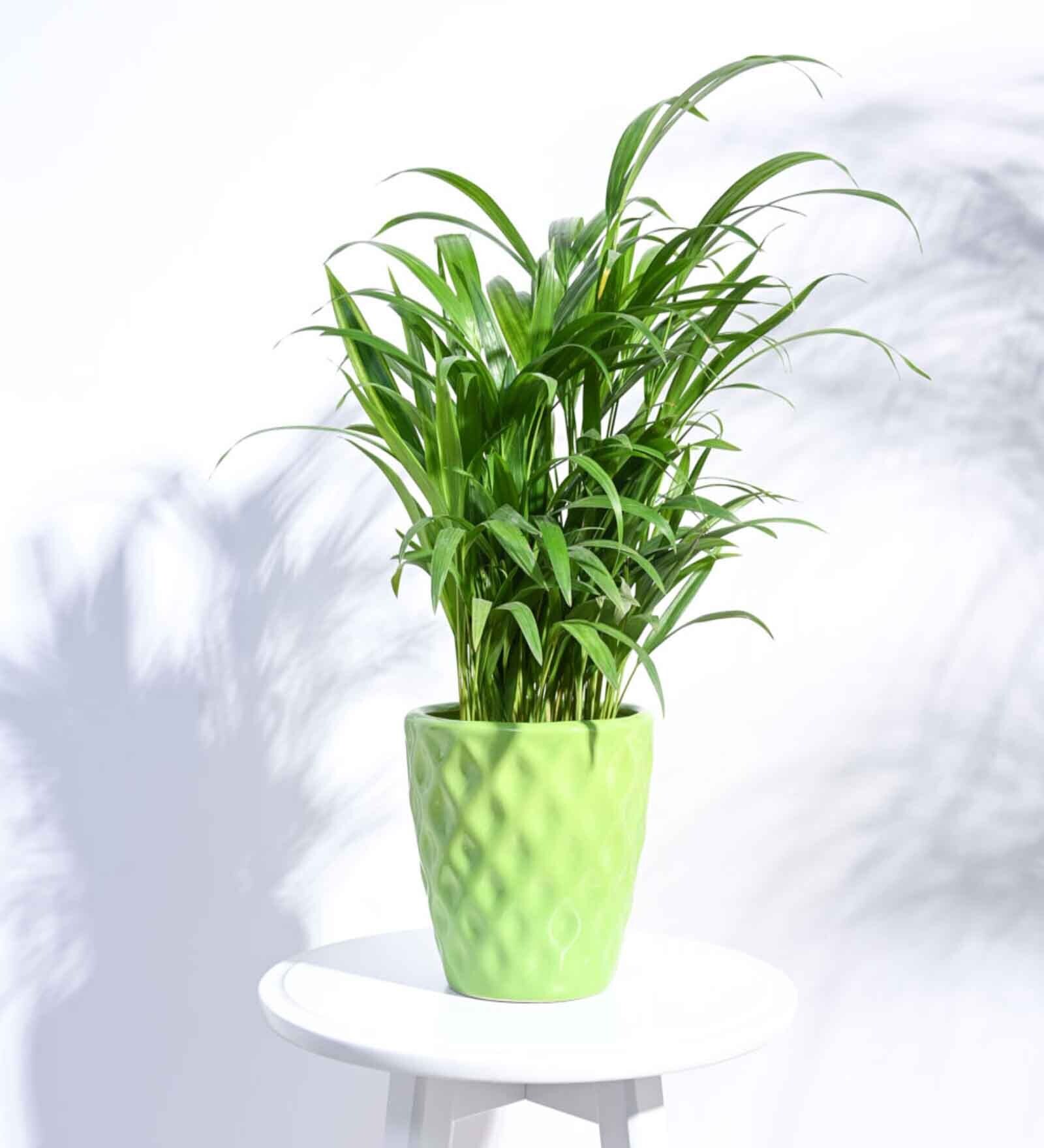 Light Green Ceramic Argyle Shape Desk Pot Desk Pot
