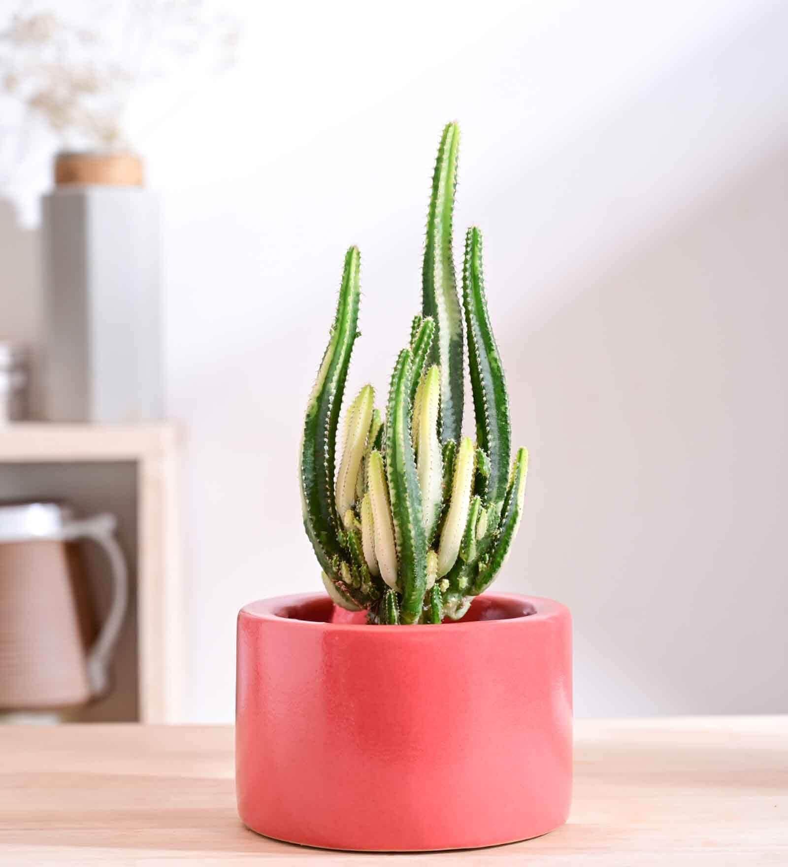 Lilac Stories Bowl Red Ceramic Planter