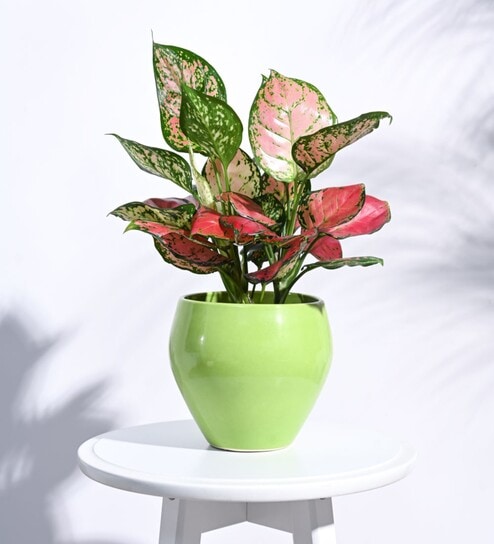 Light Green Ceramic Apple Shape Desk Pot