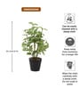 Green Lifelike Artificial Green Plant with Black Pot