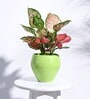 Light Green Ceramic Apple Shape Desk Pot