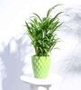Light Green Ceramic Argyle Shape Desk Pot Desk Pot