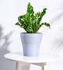 Light Grey Plastic Tivoli Large Desk Pot