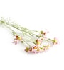 Light Pink Comos Flower Large
