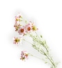 Light Pink Comos Flower Large