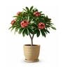 LINO Beige 12 Inch German Polymer Round Plant Container With Saucer