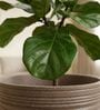 LINO Choco Brown 12 Inch German Polymer Round Plant Container With Saucer
