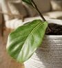 LINO Marble White 12 Inch German Polymer Round Plant Container With Saucer
