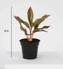 Lipstick Aglaonema Single Stem Natural Plant