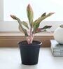 Lipstick Aglaonema Single Stem Natural Plant