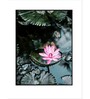 Lotus Wall Art Painting