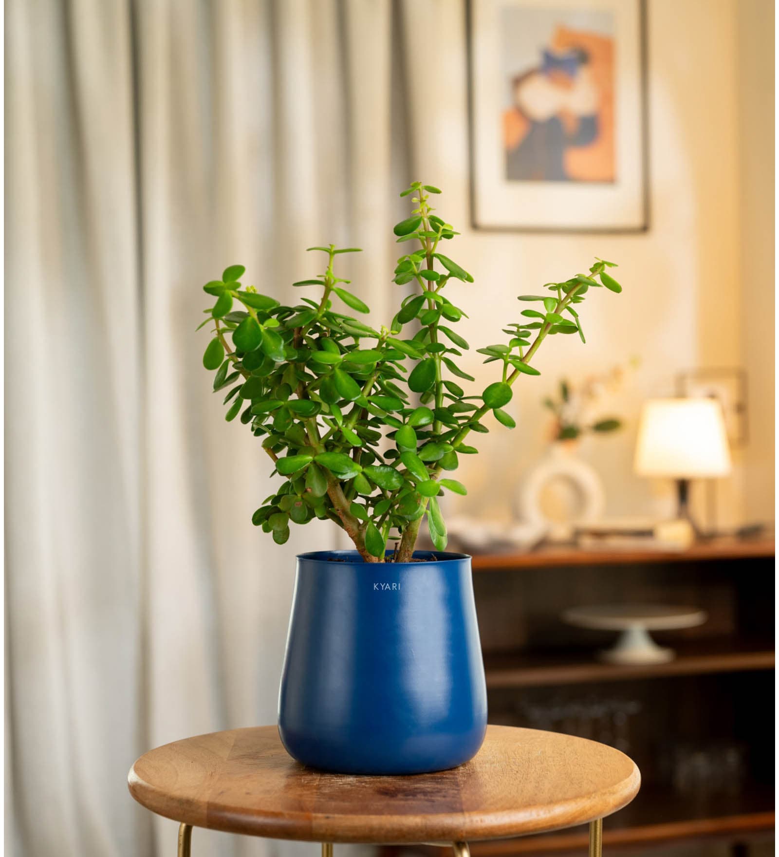 Lucky Jade Plant With Metal Pot-Blue
