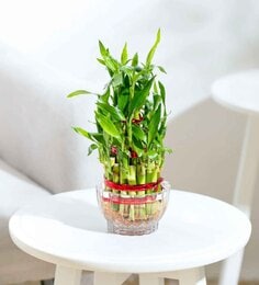 Lucky Bamboo 3 Layer Natural Plant In Green Self Watering Plastic Pot