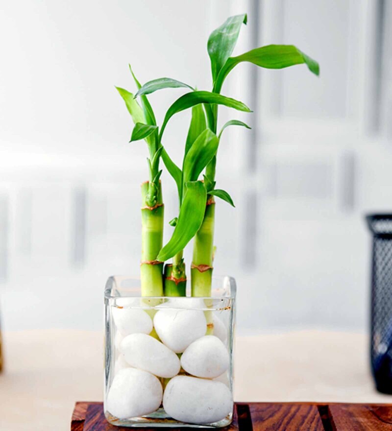 Buy Lucky Bamboo Natural Plant by Nurserylive Online Indoor Plants