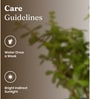 Lucky Jade Plant With Metal Pot-Blue