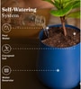 Lucky Jade Plant With Metal Pot-Blue