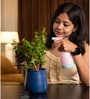 Lucky Jade Plant With Metal Pot-Blue