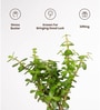 Lucky Jade Plant With Metal Pot-Blue