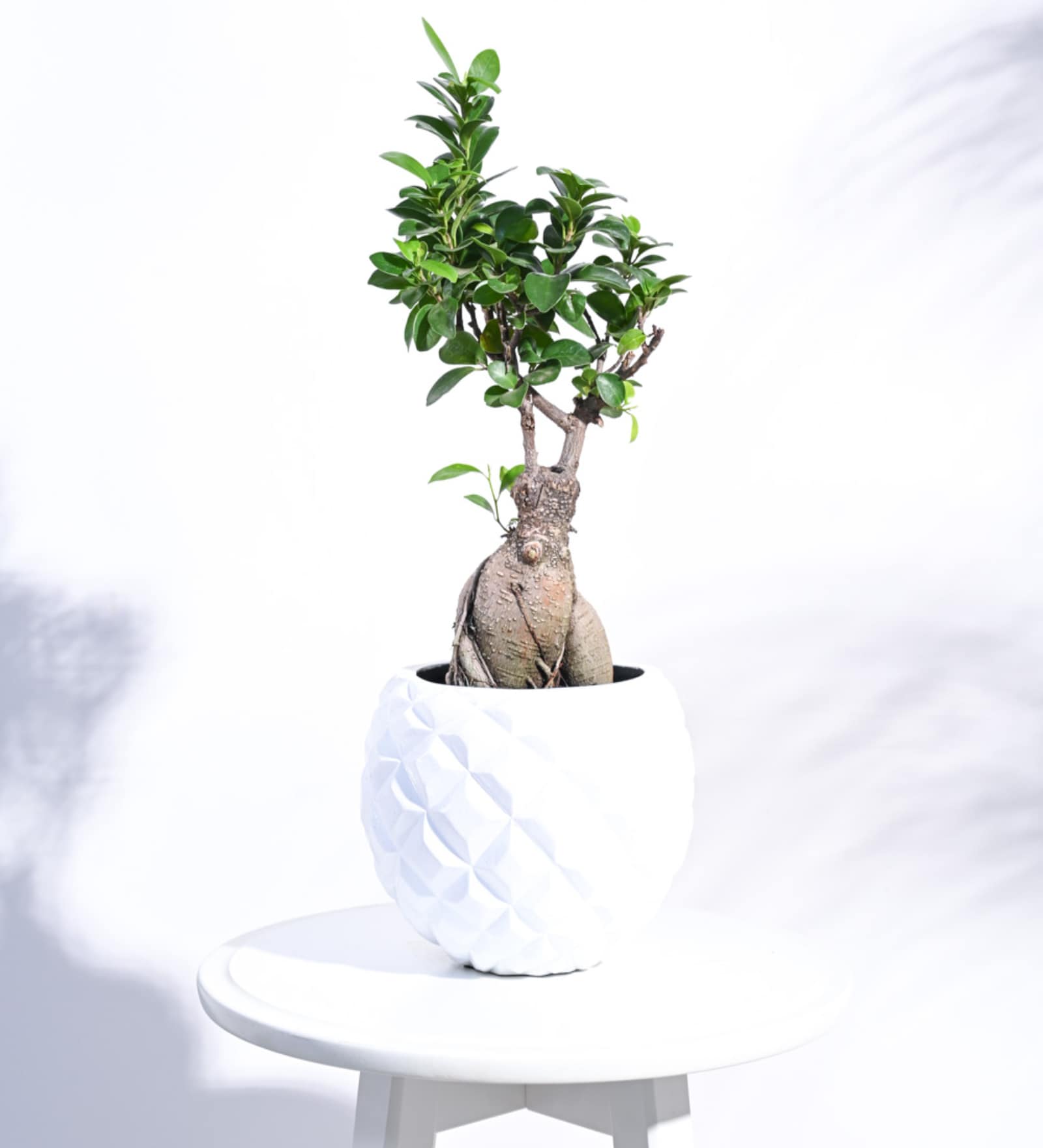 Malta Plastic Heraldry Ball Small Desk Pot