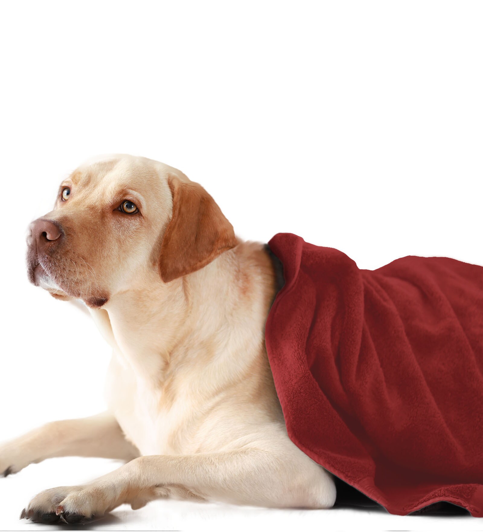 Maroon Solid 450 GSM Microfiber Pet Towel (S)