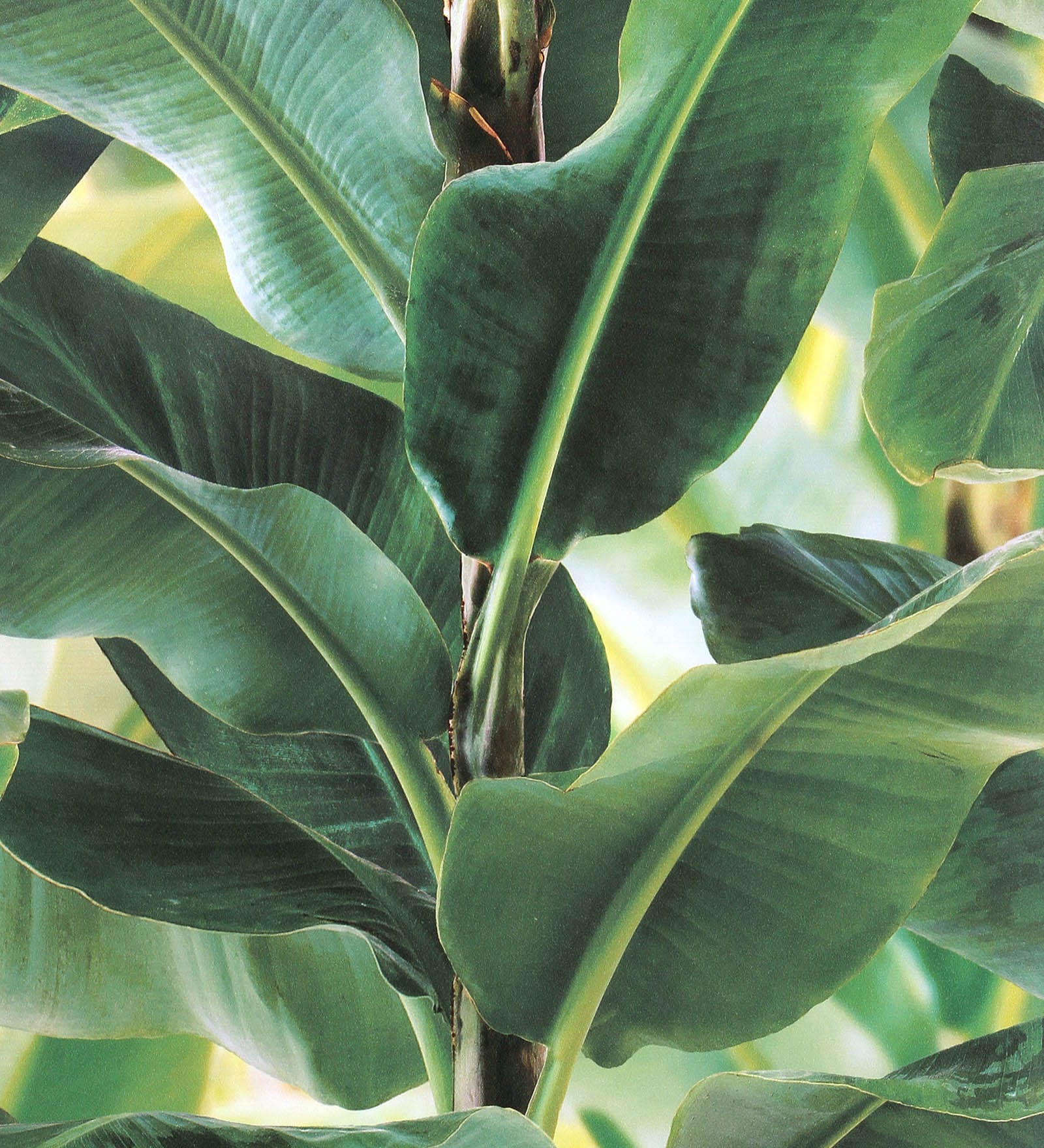 Green Non Woven Fabric Banana Tree Wallpaper