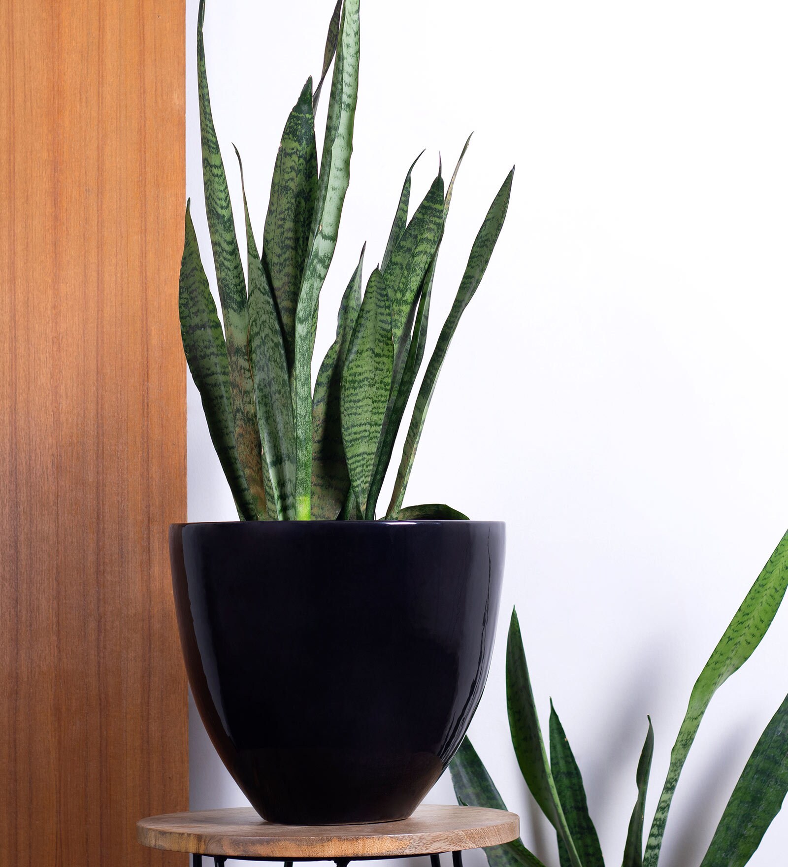 Eternity Slim Black Porcelain Floor Planters