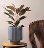 Matt Grey Porcelain Dark Affinity Medium Planter