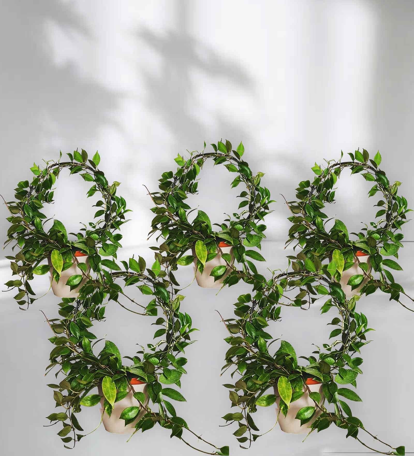 (Pack Of 5)Decorative Metal Plant Stand