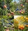 Blue Metal Fruit Catcher