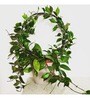 (Pack Of 5)Decorative Metal Plant Stand