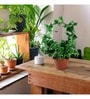(Pack Of 6)Decorative Metal Plant Stand