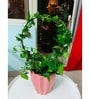 (Pack Of 5)Decorative Metal Plant Stand