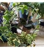 (Pack Of 5)Decorative Metal Plant Stand