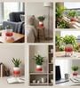Red Metal Premium Lucas Plant Pot