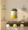 Yellow Metal Premium Lucas Plant Pot
