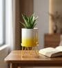 Yellow Metal Premium Lucas Plant Pot