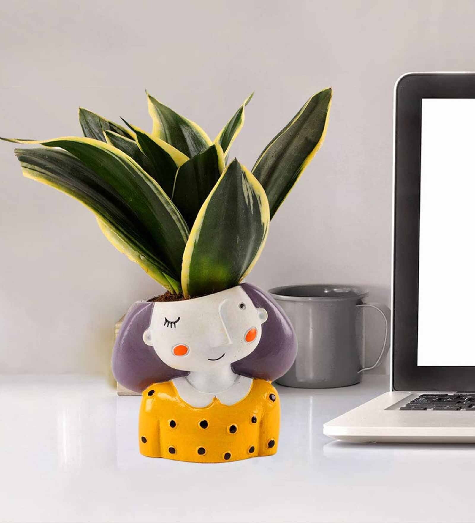 Buy Milt Sansevieria Natural Plant in Yellow Pot by Ferns N Petals at