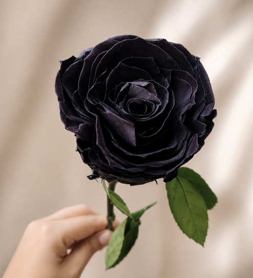 artecasa Midnight Noir Preserved Rose-picture-22