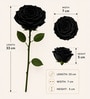 Midnight Noir Preserved Rose