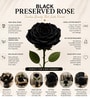 Midnight Noir Preserved Rose