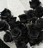 Midnight Noir Preserved Rose