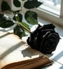 Midnight Noir Preserved Rose