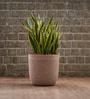 Sand Milano Round Molded 16 Inch Planter