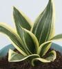 Milt Sansevieria Natural Plant In Triangular Ceramic Pot With Stand