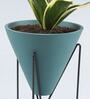 Milt Sansevieria Natural Plant In Triangular Ceramic Pot With Stand