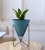 Milt Sansevieria Natural Plant In Triangular Ceramic Pot With Stand