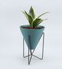 Milt Sansevieria Natural Plant In Triangular Ceramic Pot With Stand