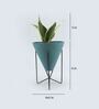 Milt Sansevieria Natural Plant In Triangular Ceramic Pot With Stand